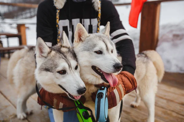 Bir adam kışın dağlarda iki köpeğini kucaklıyor.