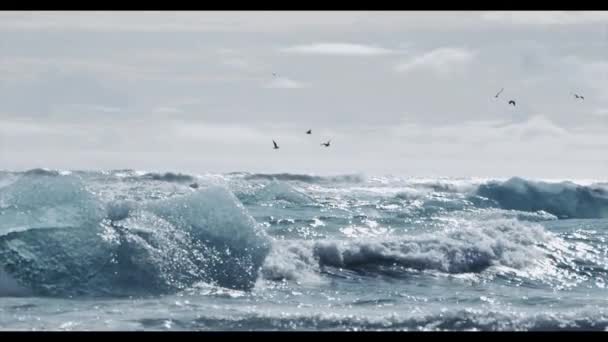 Ice Waves Birds Iceland — Stock Video