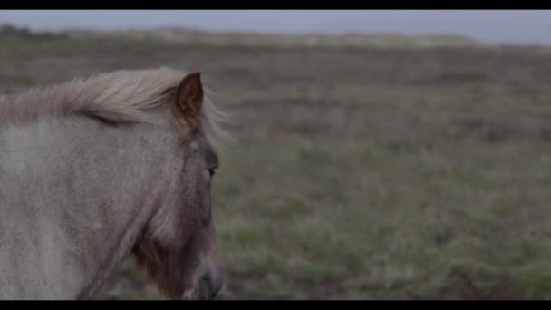Ελαφρύ Άλογο Ένα Χωράφι Στην Ακτή Της Ισλανδίας — Αρχείο Βίντεο