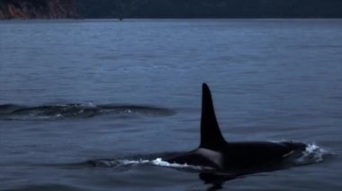 Katil balinalar sudan çıkar ve arka planda yüzgeçlerini gösterir.