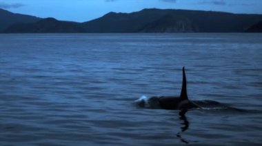 Katil balina suda yüzer, katil balina yüzgeci sudan çıkar.