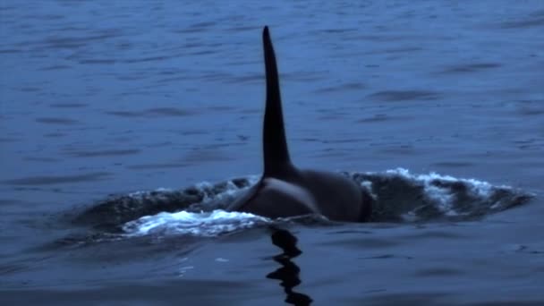 Baleia assassina a nadar na água, barbatana de baleia assassina, ondas em Kamchatka — Vídeo de Stock