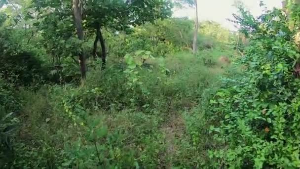 Mono Salta Los Arbustos Ver Hombre — Vídeos de Stock