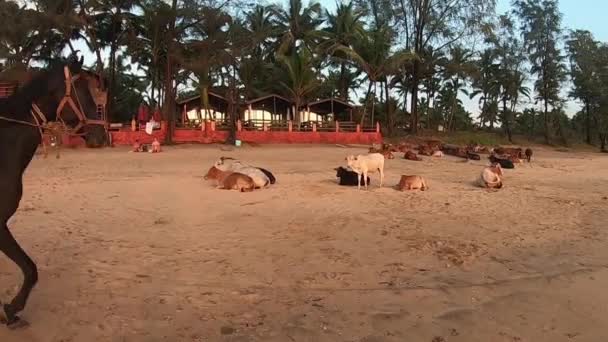 Agonda South Goa India 2019 People Cows Horseman Beach Sunset — 비디오