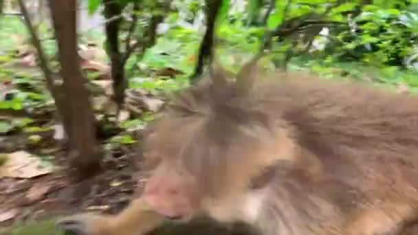 Macaco Come Frutas Estrada — Vídeo de Stock