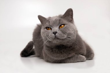 Stüdyoda beyaz arka planda sarı gözlü güzel bir İngiliz stenografisinin portresi.