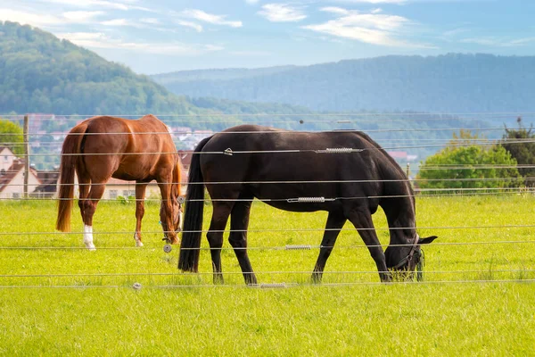 Konie Szczypią Trawę Ogrodzeniem Elektrycznym Tle Wsi — Zdjęcie stockowe