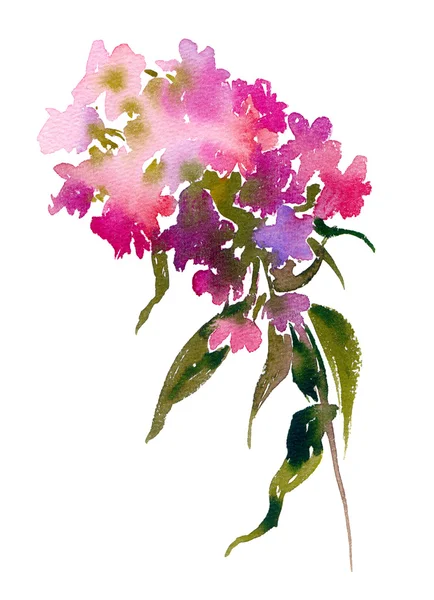 Watercolor bouquet of phlox. — Stock Photo, Image