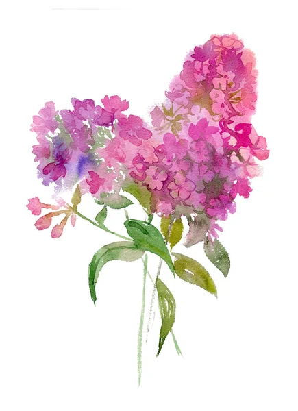 Watercolor bouquet of phlox. — Stock Photo, Image