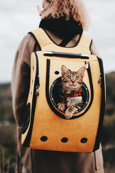 The cat travels in a backpack (carry) on the back of the owner on vacation. Cat in a backpack. Cat Porthole Backpack. Cat in the backpack with porthole.