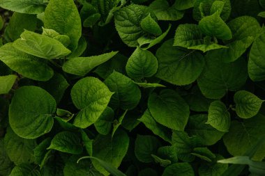 Bir sürü güzel yeşil yaprak. Bir sürü küçük yeşil yaprak var. Geçmişi. Doku. Soyutlama. Yukarıdan büyük yeşil yapraklar görünüyor. Yeşil yaprak dokusu. Yaprak dokusu arkaplanı.