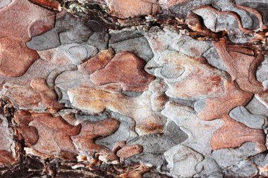 Ağaç kabuğunun soyut dokusu