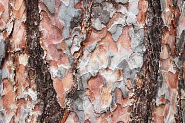 Ağaç kabuğunun dokusu