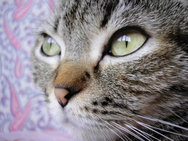 Kedi gözleri. Derin kedi bakışı