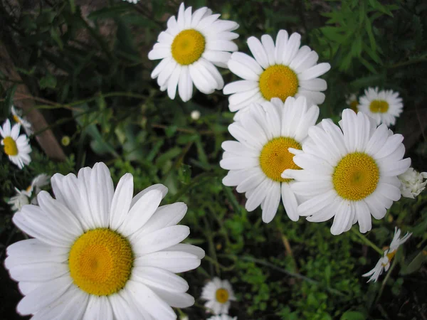 Floraison Marguerites Sur Herbe Verte Camomille Blanc Jaune — Photo