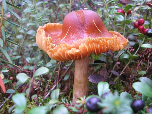 Mushrooms Tree Forest — Stock Photo, Image