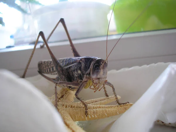 Grasshopper Custody Wants Freedom — Stock Photo, Image