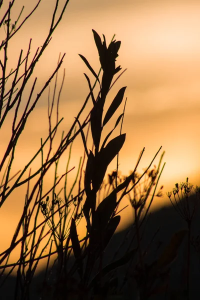 Pflanzen Mit Hintergrundsonne — Stockfoto