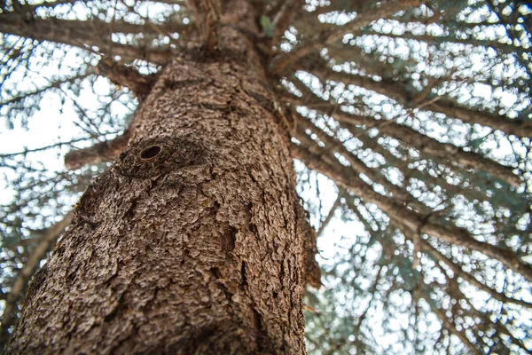 Branches Arbres Levant Les Yeux — Photo