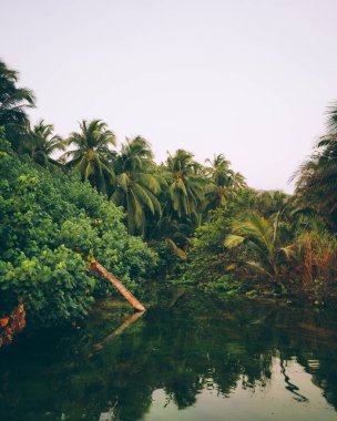 Orman gizli bir tropikal göl üzerinde büyüyor.