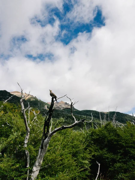 Cerro kategorisinin korulukta yürüyüşünün panoramik görüntüsü