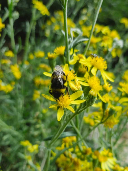 Κοντινή Άποψη Μιας Μέλισσας Patagonic Άγρια Λουλούδια — Φωτογραφία Αρχείου