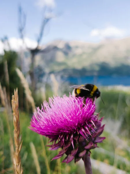 Patagonik yabani çiçeklere bakan bir arının yakın görüntüsü