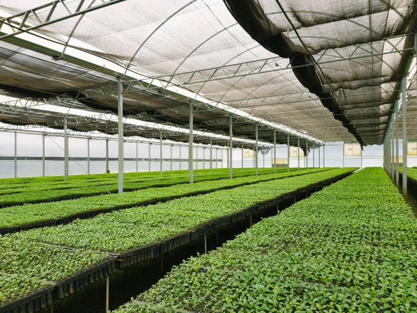 Arjantin 'de büyük bir seranın altındaki büyük yerba çiftliği manzarası