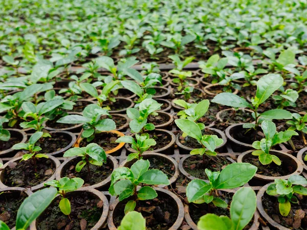 Arjantin 'de büyük bir seranın altındaki Yerba çiftliği kapatıldı.