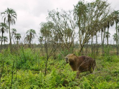 Arjantin 'deki Palms Ulusal Parkı' ndaki dev kemirgenin yakın görüntüsü