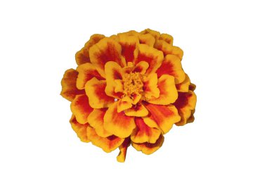 Kırpma yolu, beyaz arka plan üzerinde izole sarı çiçek