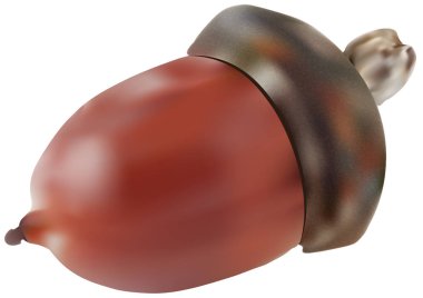 Beyaz arkaplanda meşe palamudu