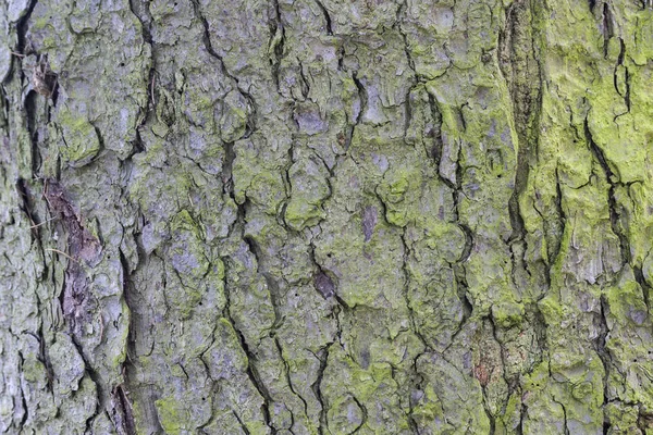 Träd bark som bakgrund — Stockfoto
