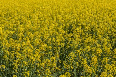 Arka plan olarak çiçek açması tecavüz