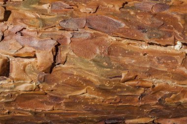 Çam kabuğu arka plan olarak