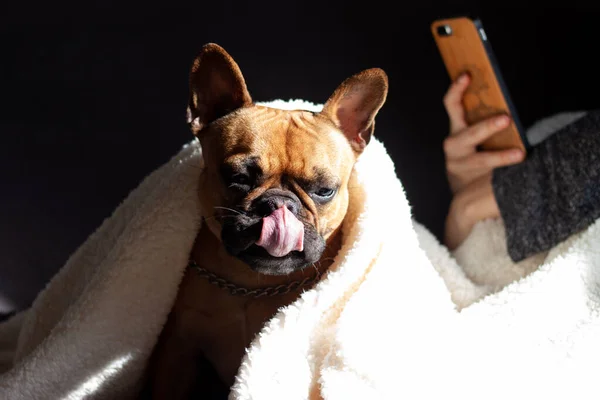 Dilini dışarı çıkaran Fransız Bulldog 'unun portresi