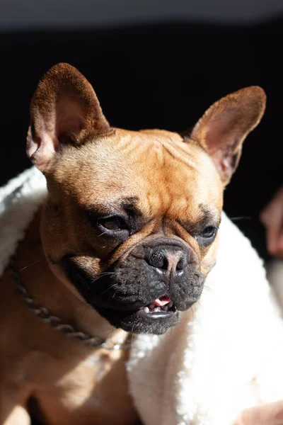 Portrait Chien Brun Heureux Avec Couverture Blanche — Photo