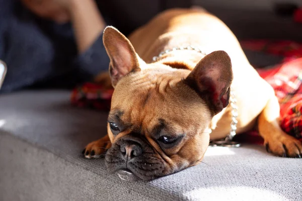 Fawn French bulldog portresi evdeki kanepede yatıyor.