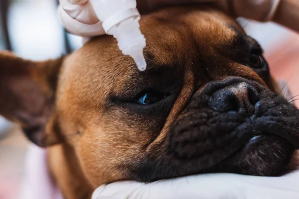 Kucağında köpek ve gözlerinden damlayan tıbbi damlalar