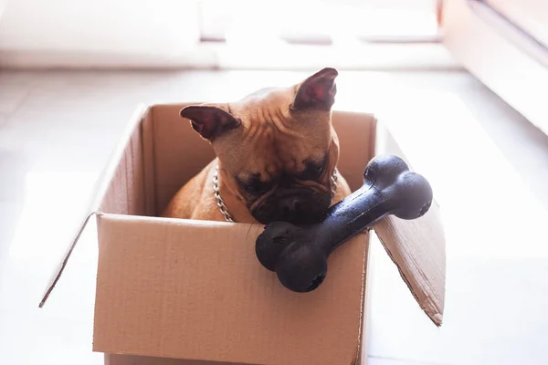 Karton kutunun içinde oyuncak kemikli bir Fransız Bulldog 'un stok fotoğrafı.