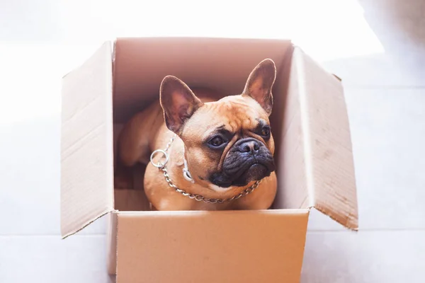 Bir Fransız Bulldog 'un karton bir kutunun içindeki fotoğrafı ve etraflarına bakınması.