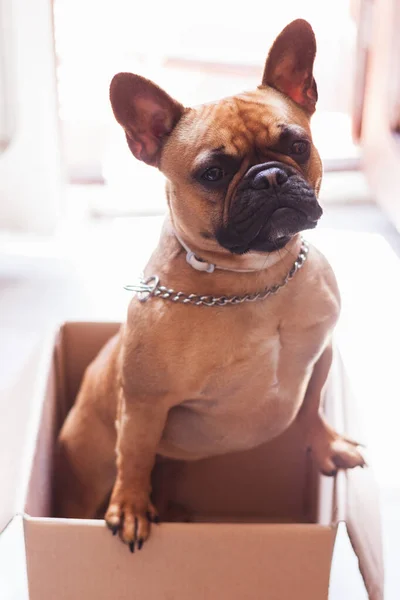 Stock photo of a puppy French Bulldog standing on their feet in a cardboard box and and looking all around them
