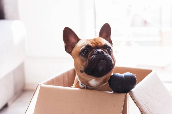 Stock photo of a puppy French Bulldog in a cardboard box with a toy bone