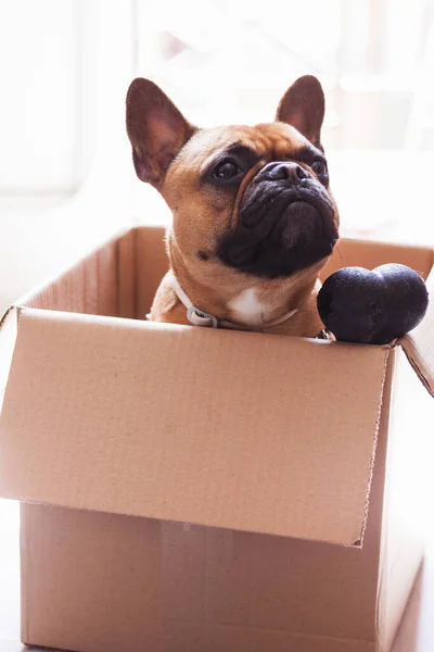Karton bir kutunun içinde oyuncak bir kemikle oynayan bir Fransız Bulldog 'un stok fotoğrafı.