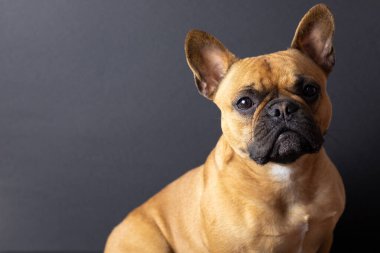 Siyah arka planda yavru Fransız Bulldog