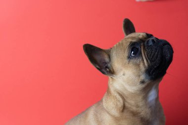 Kırmızı arka planda yavru Fransız Bulldog