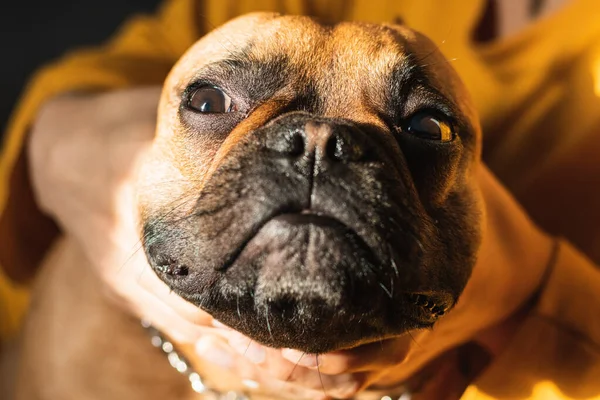 Sahibi elleri olan komik Fransız Bulldog 'a yaklaş.