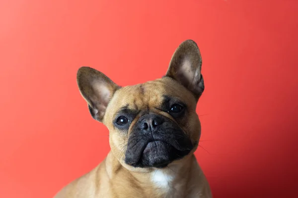Kırmızı arka planda yavru Fransız Bulldog