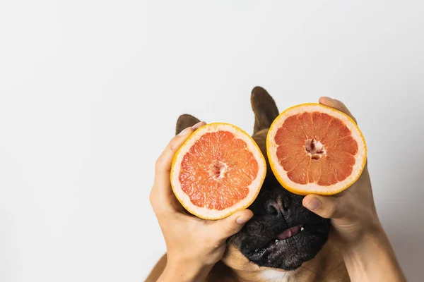 Gözlerinde greyfurt olan komik Fransız Bulldog. Beyaz arkaplan