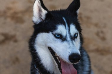 Parktaki güzel Sibiryalı Husky